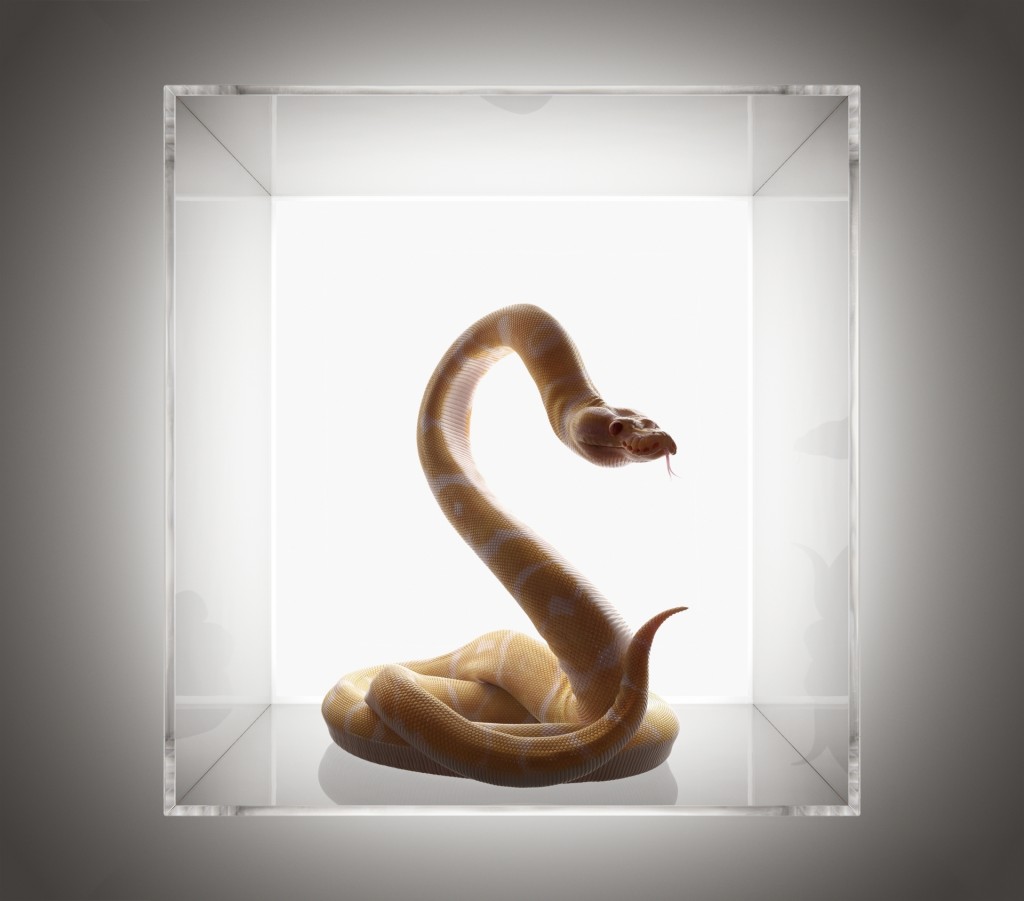 raw_pell_mell_agency_recom_farmhouse_perspexbox_snake.jpg