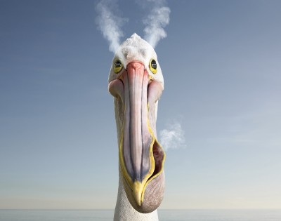 thumbnail_cream_kfc_pelican.jpg